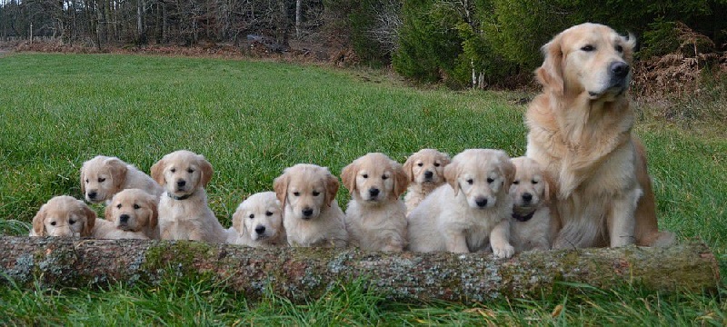 Quinta des Romarins - Golden Retriever - Portée née le 01/10/2014