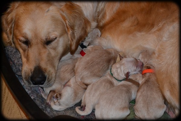 Quinta des Romarins - Golden Retriever - Portée née le 02/05/2013